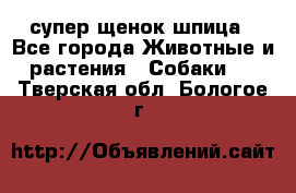 супер щенок шпица - Все города Животные и растения » Собаки   . Тверская обл.,Бологое г.